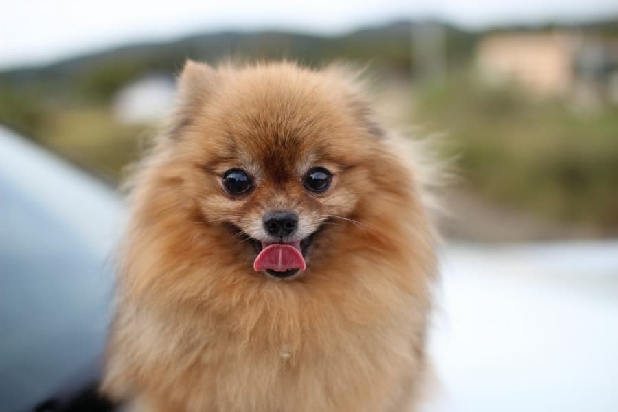 Smiling Pomeranian
