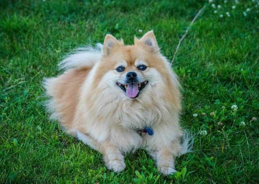 Pomeranian sitting in grass