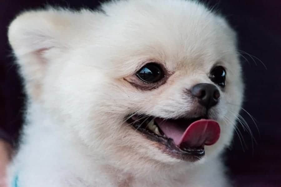 White Pomeranian with tongue out