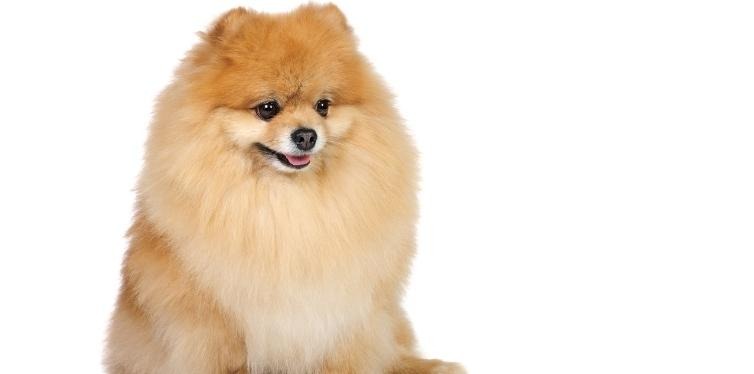 Pomeranian with white background