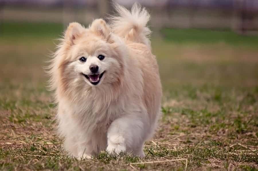 Pomeranian walking in grass