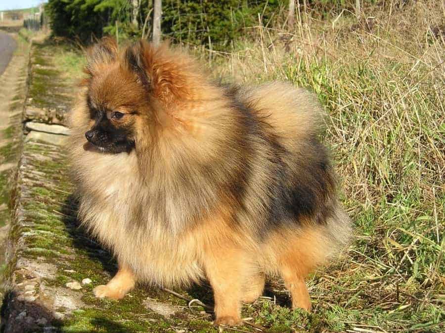 Puffy Pomeranian in grass