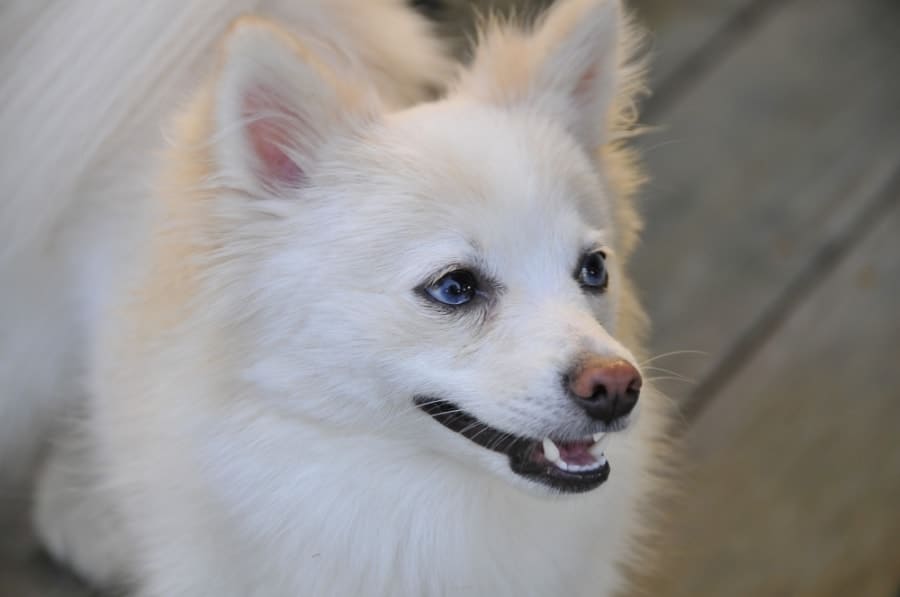 White Pomeranian