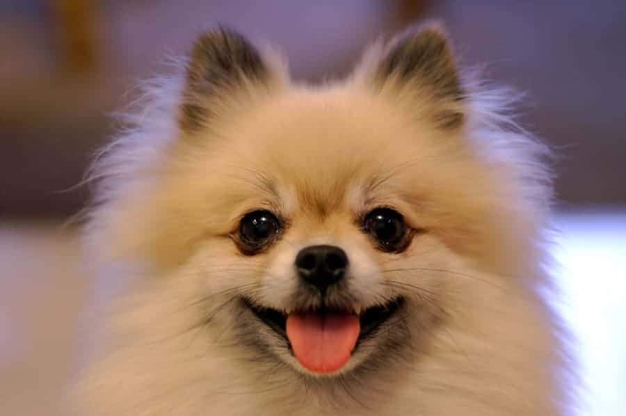 Smiling Pomeranian closeup