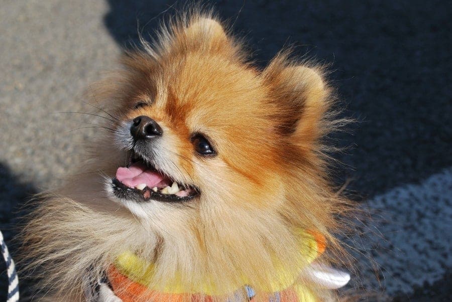 Pomeranian looking up