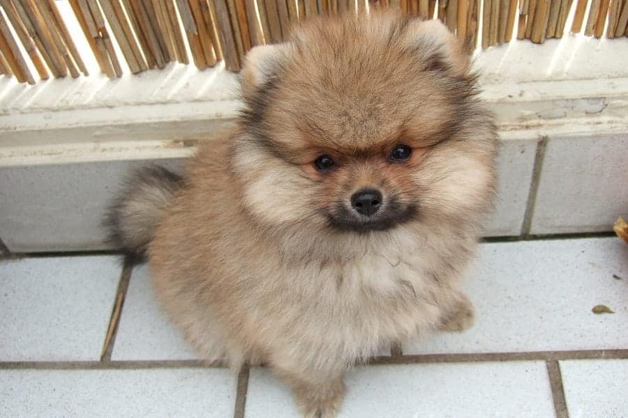 Pomeranian puppy