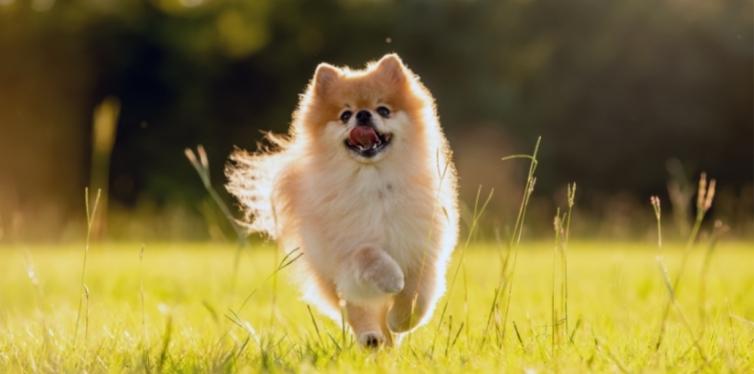 Pomeranian running in field