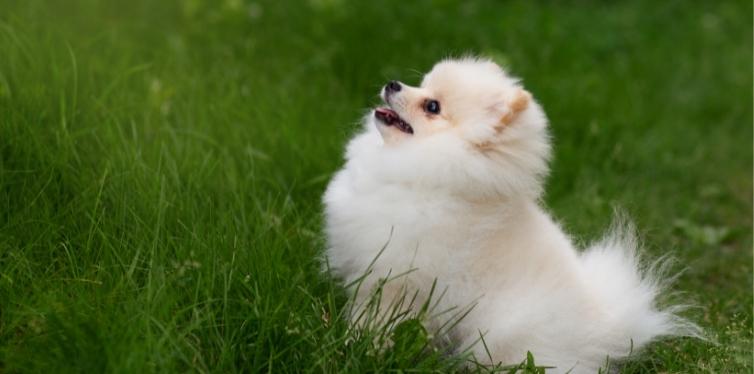 White Pomeranian in grass