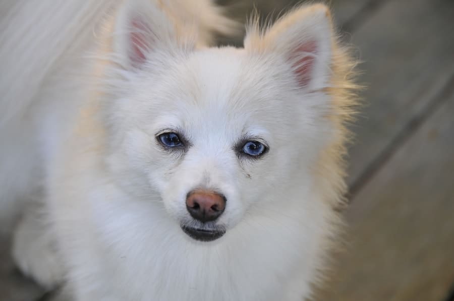 White Pomeranian
