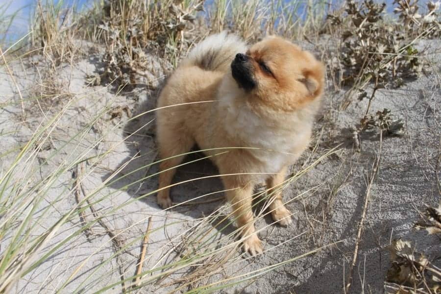 Pomeranian on a windy beach