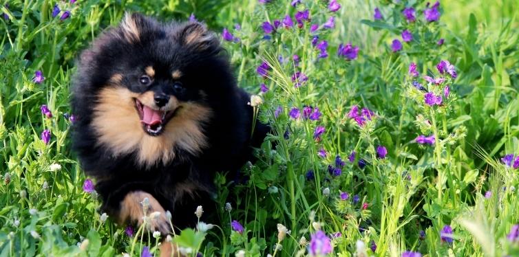 Pomeranian running in a field