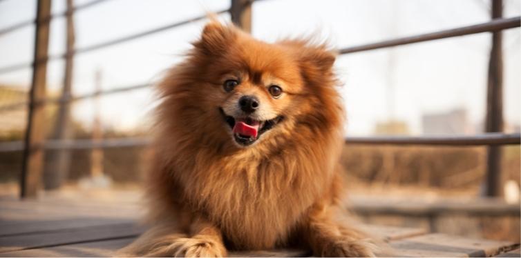 Smiling Pomeranian