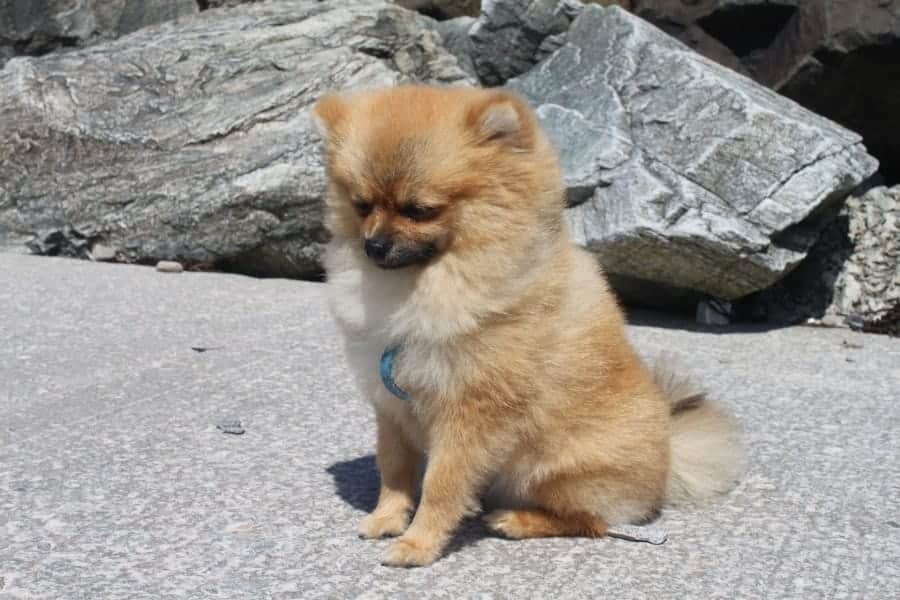 Pomeranian sitting on large rocks