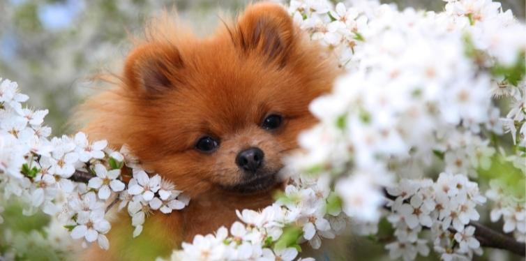 Pomeranian in flowers