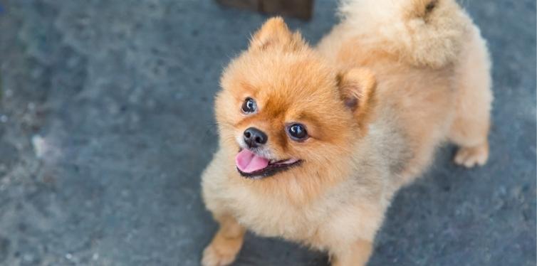 Pomeranian staring up