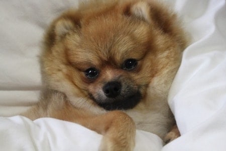 Comfortable Pomeranian