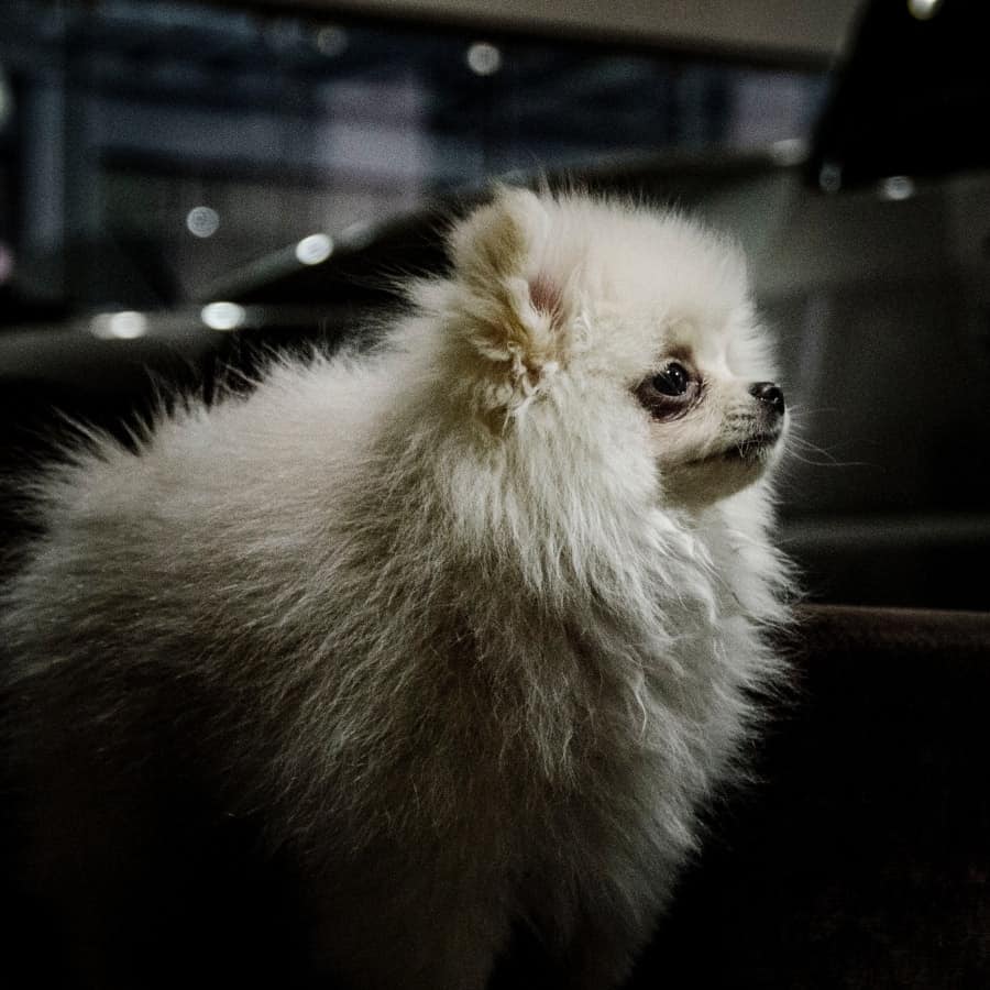 Pomeranian