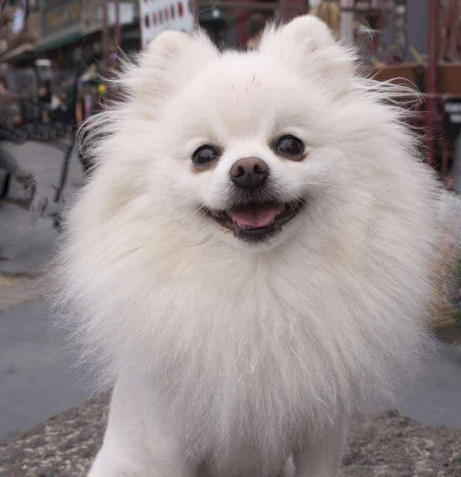 Pomeranian smiling