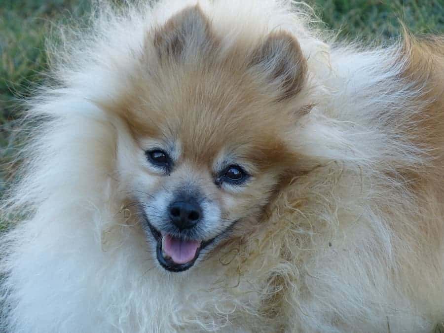 Pomeranian