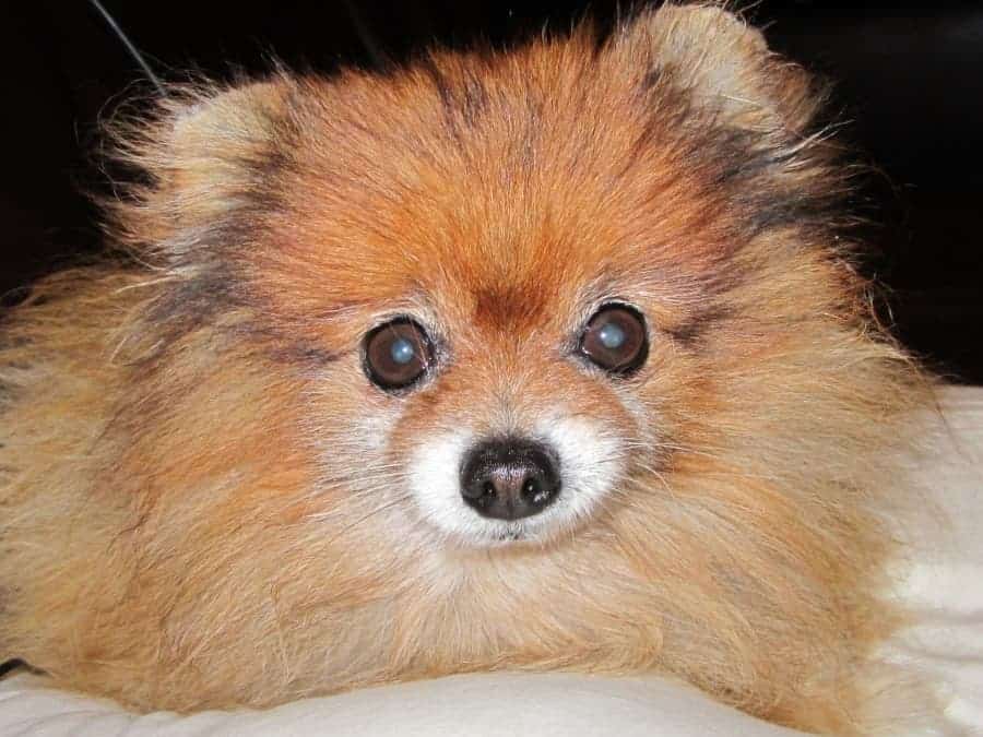 Pomeranian