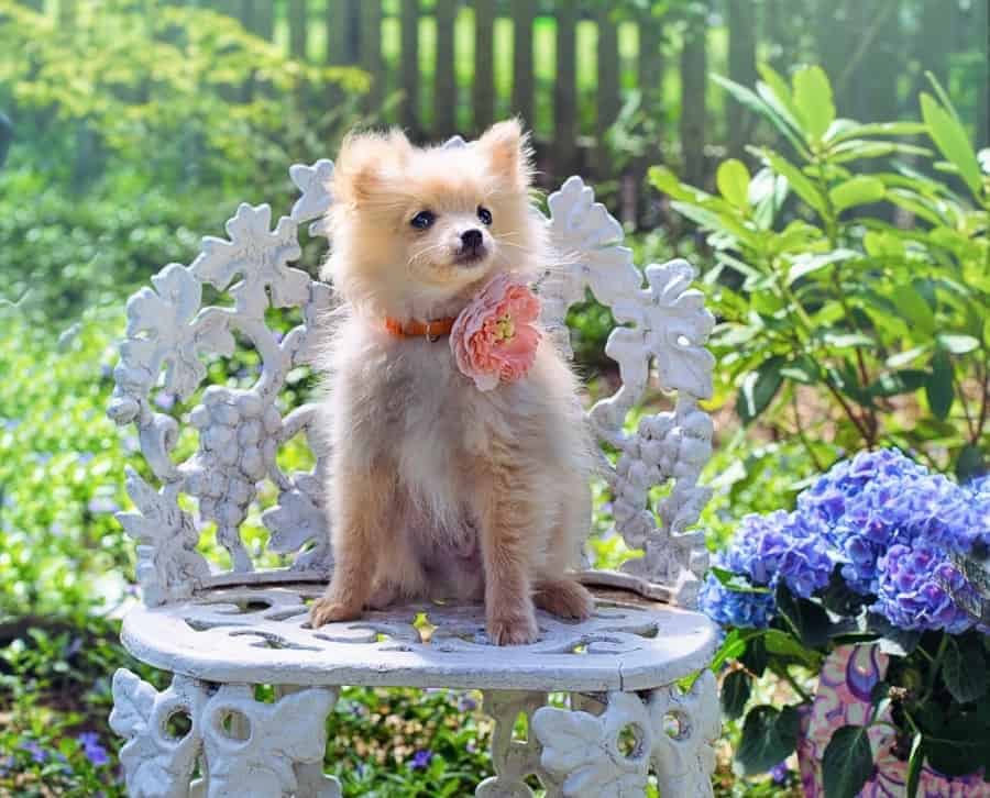 Pomeranian on a chair