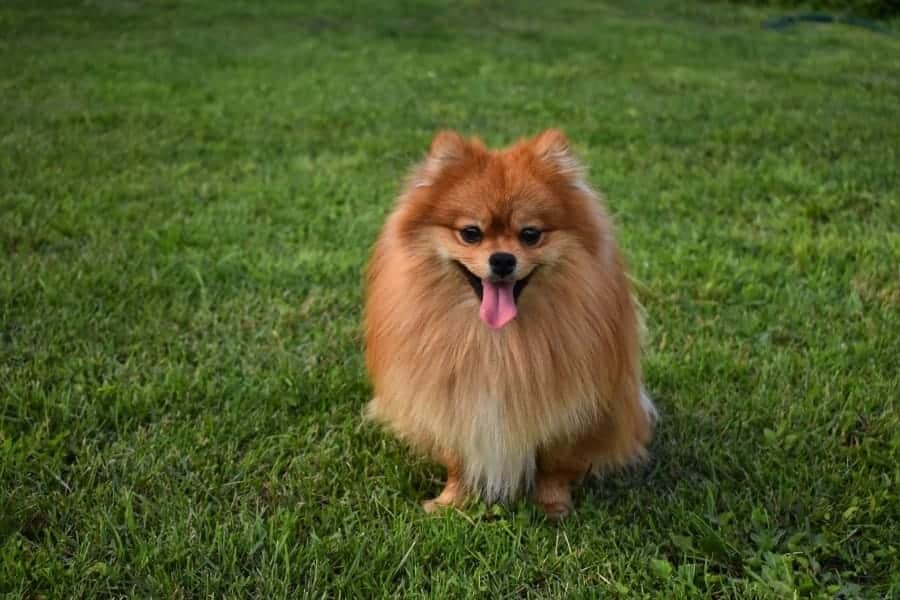 Pomeranian in grass