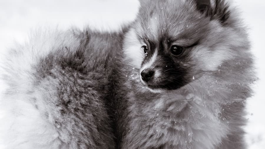 Pomeranian in snow