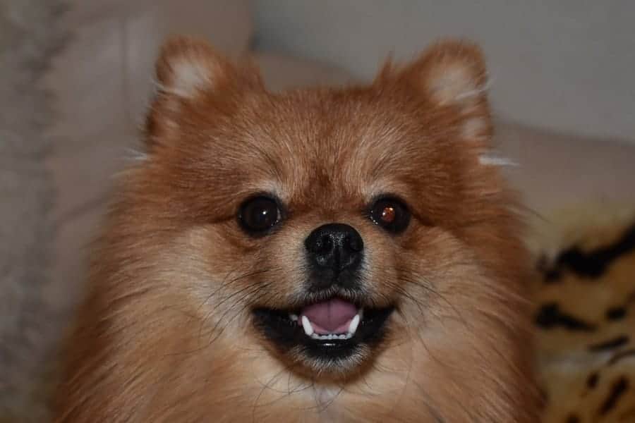 Pomeranian