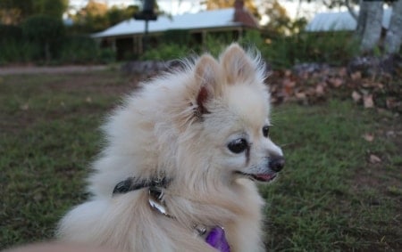 Pomeranian looking back