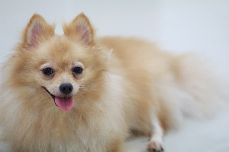 Pomeranian lying down