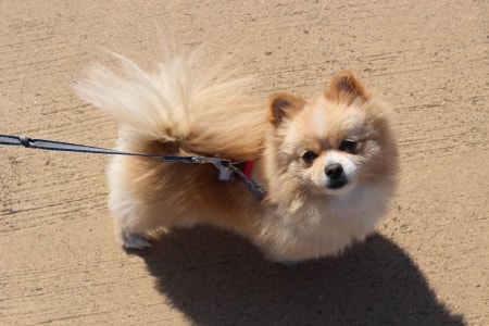 Pomeranian on a leash