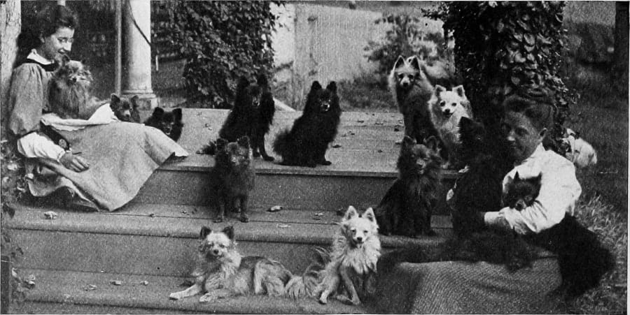 Pomeranians in black and white photo