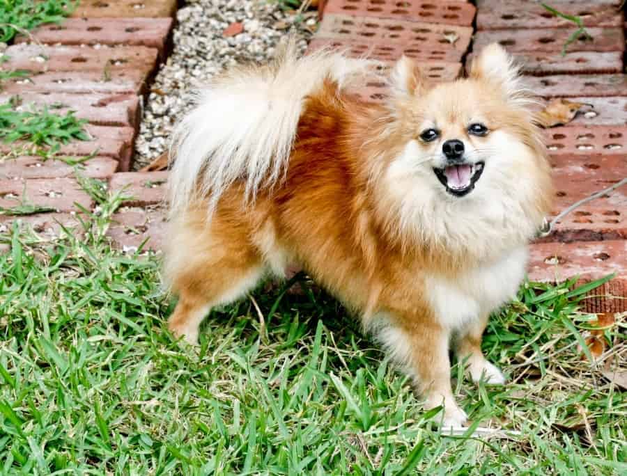 Pomeranian on grass