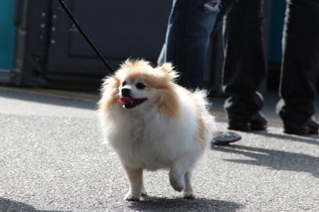 Smiling Pomeranian on a leash