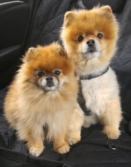 Two Pomeranians listening