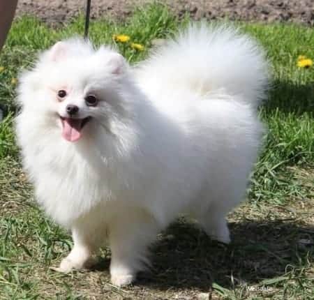 White Pomeranian on leash