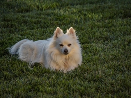 Pomeranian in the grass