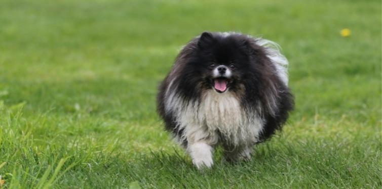 Dark Pomeranian in grass