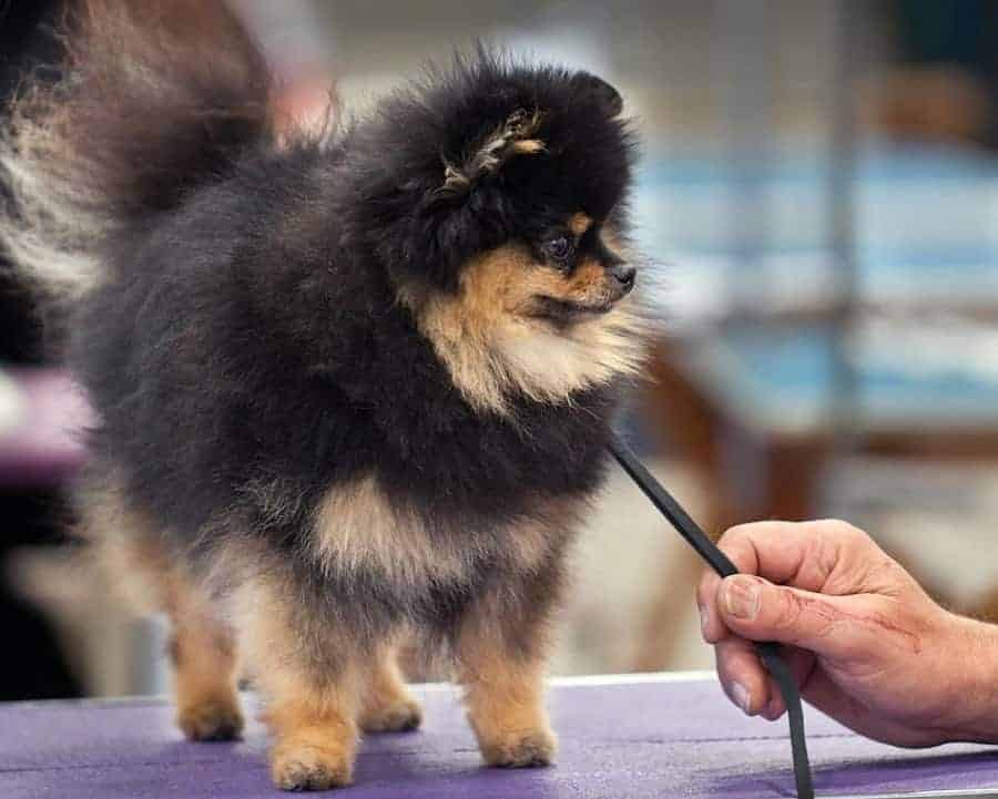 Pomeranian at a dog show