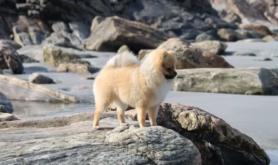 Pomeranian at the beach