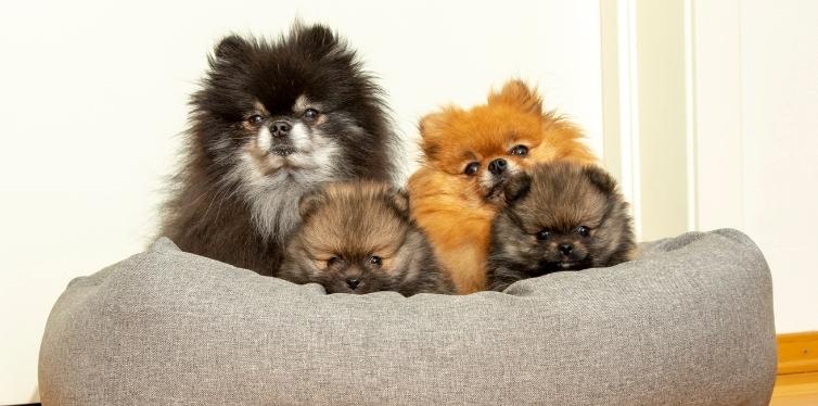 Pomeranian family