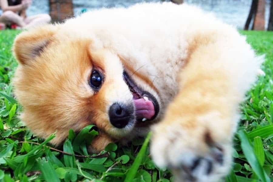 Pomeranian laying on grass