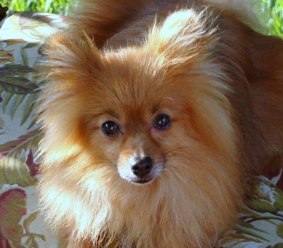 Pomeranian