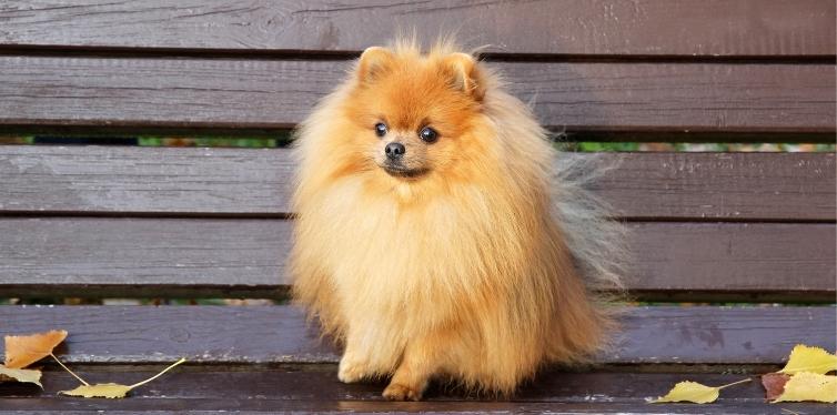 Pomeranian on a bench