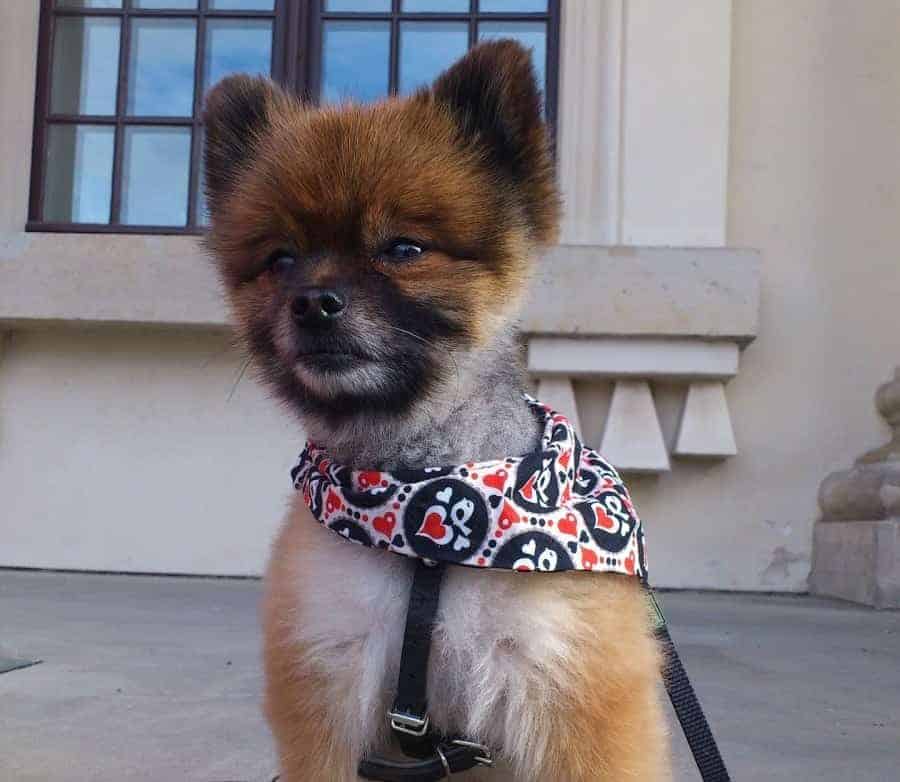 Pomeranian on a harness