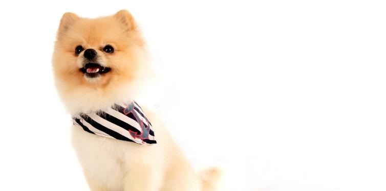 Pomeranian with a scarf