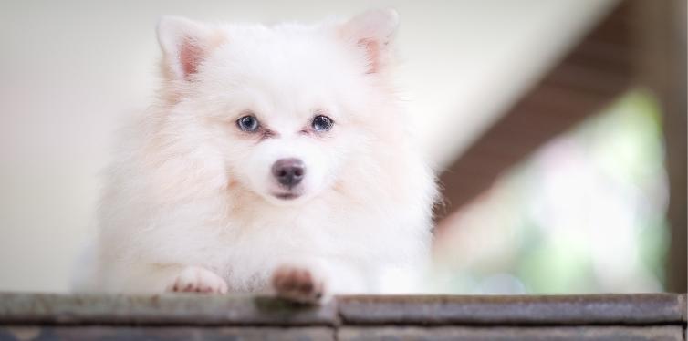 White Pomeranian staring