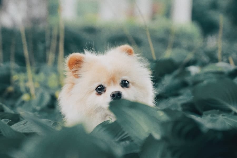 Pomeranian in a bush