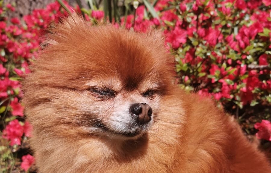 Pomeranian in flowers