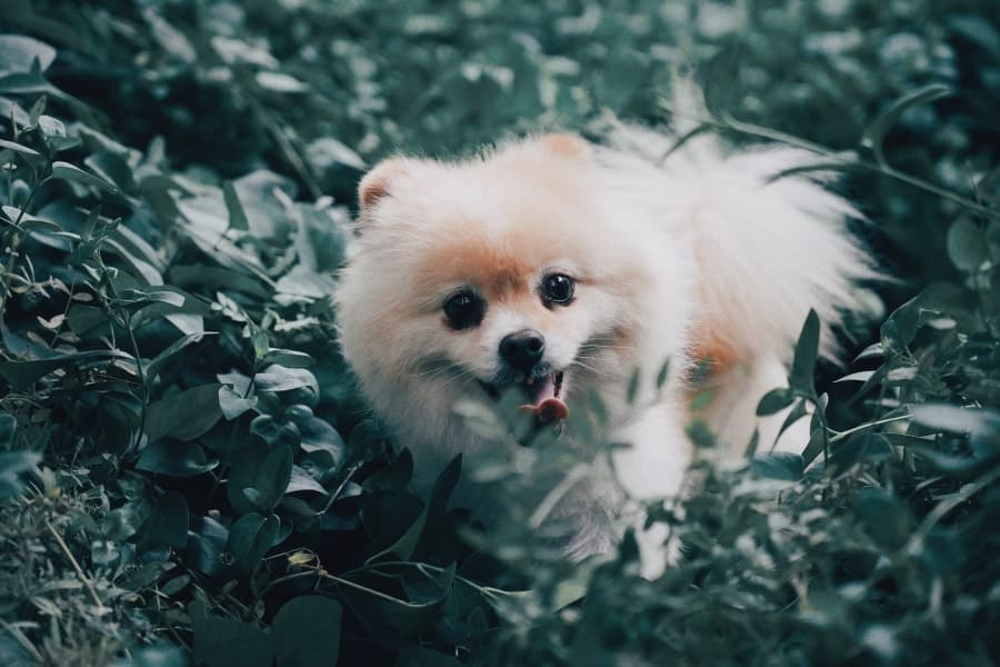 Pomeranian in a forest